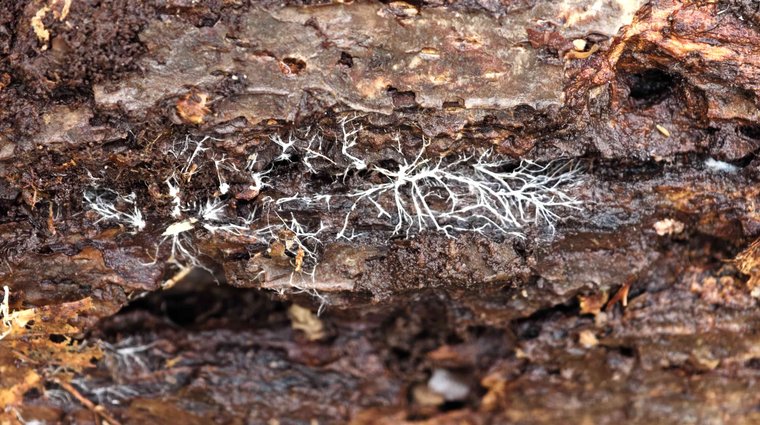 Broedstoof in Asserbos Asserbos-6 