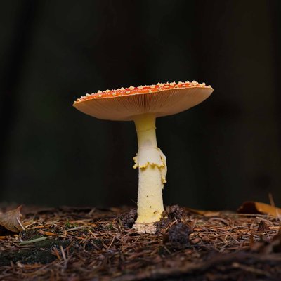 Excursie en lezing paddenstoelen
