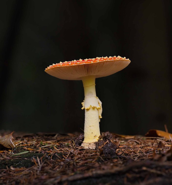 Excursie en lezing paddenstoelen