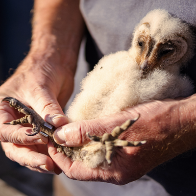 UILSKUIKENS ZIJN GERINGD
