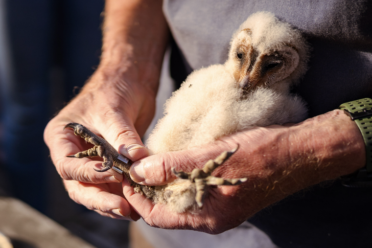 UILSKUIKENS ZIJN GERINGD