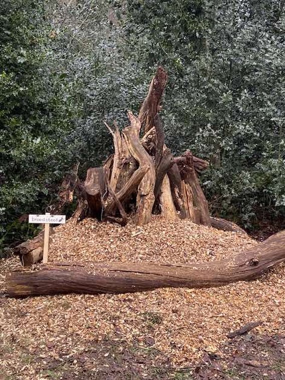 Broedstoof in Asserbos