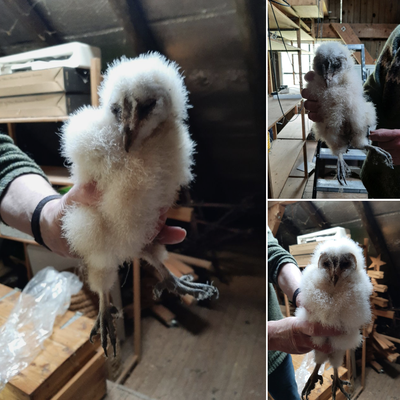 Kerkuilenverblijf bezoek