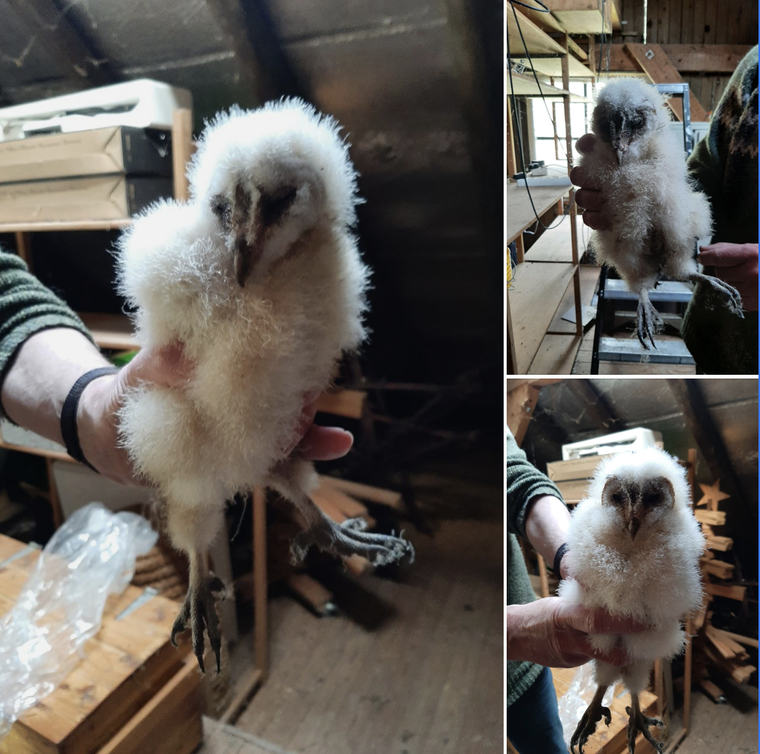 Kerkuilenverblijf bezoek